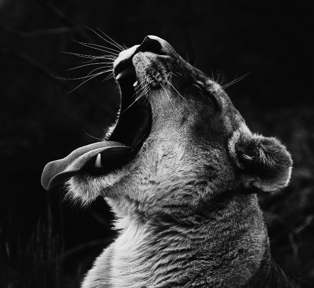 Yawning-lioness-min